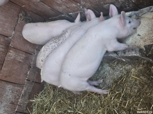 vând 4 purcei 10 săptămâni rasa marele alb 2 mascul 2 femele 