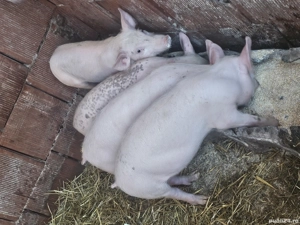 vând 4 purcei 10 săptămâni rasa marele alb 2 mascul 2 femele  - imagine 4