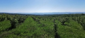 Ferma de aluni + teren turistic panoramic  - imagine 2