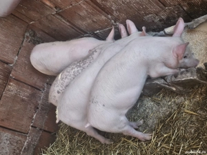 vând 4 purcei 10 săptămâni rasa marele alb 2 mascul 2 femele  - imagine 3