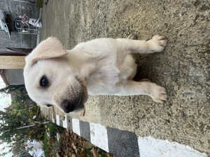 Pui Labrador Retriever disponibili  - imagine 2