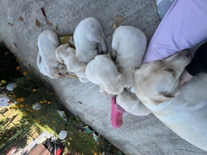 Pui Labrador Retriever disponibili  - imagine 3