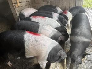 Porci Bazna crescuti Bio - imagine 3