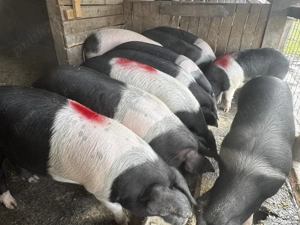Porci Bazna crescuti Bio - imagine 2