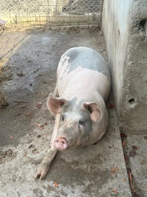 Satu Mare Madaras Porc de gospodărie pentru tăiere   15 18 lei kg