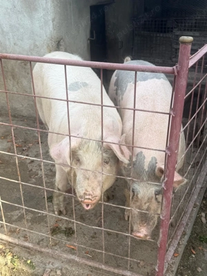 Satu Mare Madaras Porc de gospodărie pentru tăiere 15 lei - imagine 2