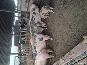 Vand porci de carne - imagine 3