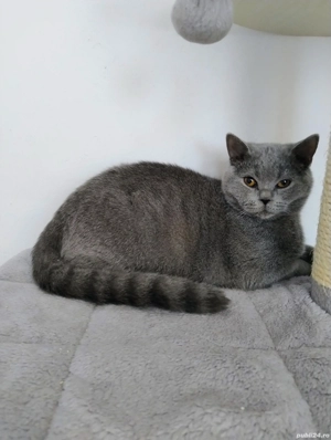 Motan British shorthair blue 