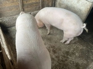 Porci de vanzare - imagine 2