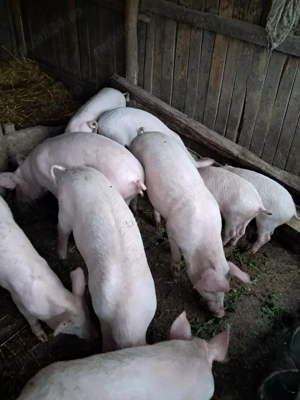 Grăsuni de vanzare - imagine 3