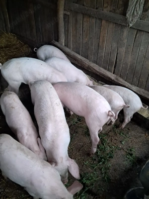 Grăsuni de vanzare - imagine 2