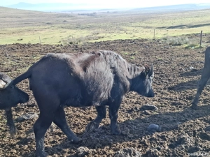 vand taurași de bivol