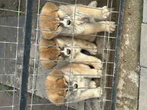 Akita inu japonez