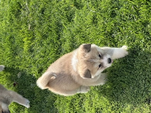 Akita inu japonez - imagine 3