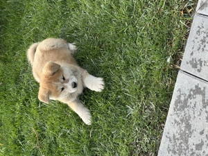 Akita inu japonez - imagine 4