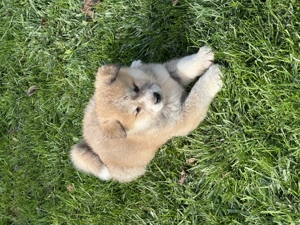 Akita inu japonez - imagine 5