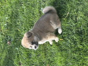 Akita inu japonez - imagine 2