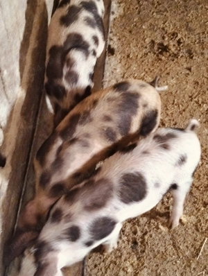 3 mascuri de 10.săptămâni 