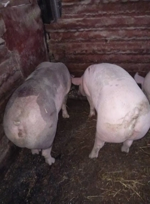 Vând 2 purcele 100-120 kg