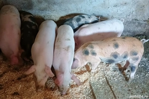 Purcei de vânzare  - imagine 2