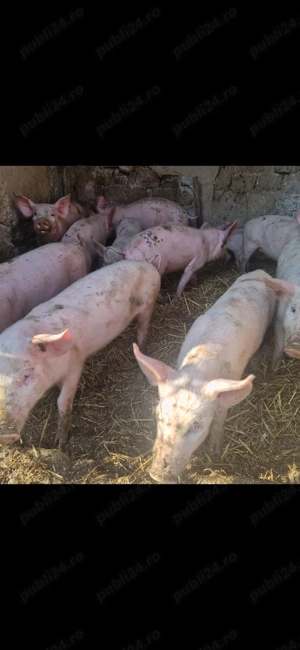 Vand 12 purcei 10 saptamani 230 lei  - imagine 3