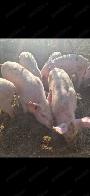 Vand 12 purcei 10 saptamani 230 lei  - imagine 2