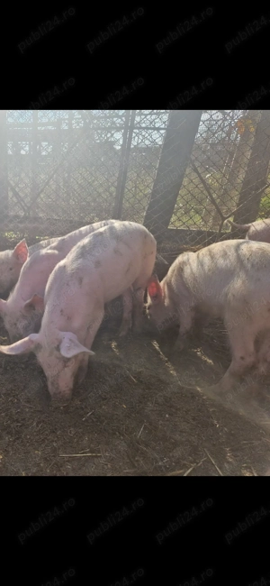 Vand 12 purcei 10 saptamani 235 lei 