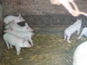 Vând purcei Marele Alb,