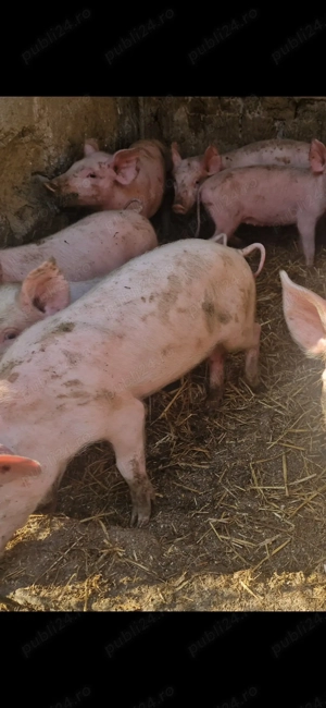 Vand 12 purcei 10 saptamani 230 lei  - imagine 5