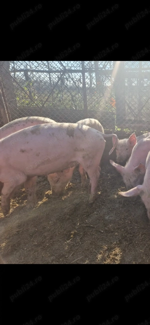 Vand 12 purcei 10 saptamani 230 lei  - imagine 4