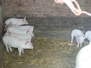 Vând purcei 6 săptămâni 