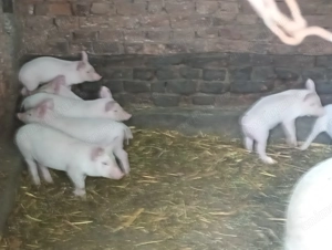 Vând purcei din rasa Marele Alb  - imagine 4