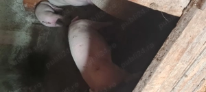 Porci  de carne 90-100kg - imagine 5