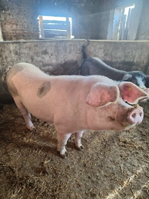 Porci de vanzare - imagine 5