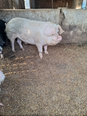 Porci de vanzare - imagine 4