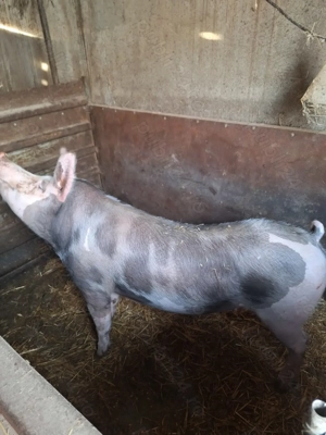 Porci de vanzare - imagine 3