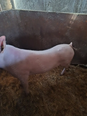 Porci de vanzare - imagine 2