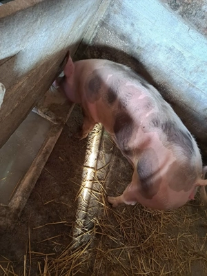 Vând porci rasă de carne 