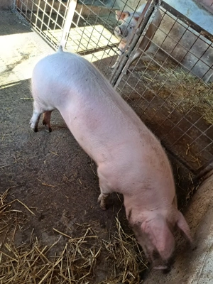 Vând porci rasă de carne 