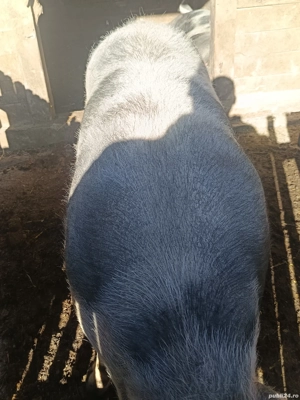 porci rasa duroc pietran 220 280kg 