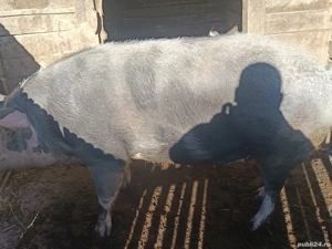 porci rasa duroc pietran 220 280kg  - imagine 3