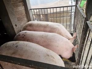 vand porc  - imagine 2