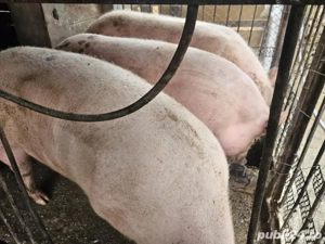 vand porc  - imagine 3