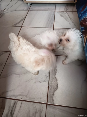 Pui de bișon - imagine 2