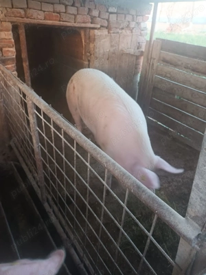 Porci de vânzare în viu 15 lei kg și carcasă 25 lei kg. - imagine 2
