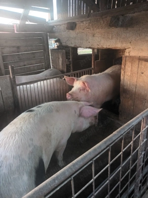 Porci de vânzare în viu 15 lei kg și carcasă 25 lei kg. - imagine 3