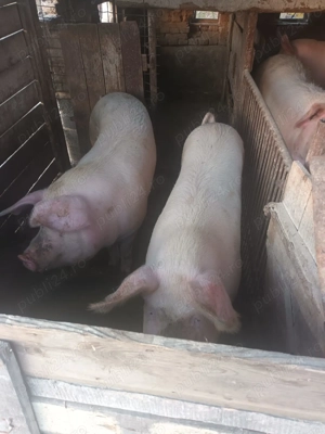 Porci de vânzare în viu 15 lei kg și carcasă 25 lei kg. - imagine 4