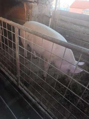 Porci de vânzare în viu 15 lei kg și carcasă 25 lei kg. - imagine 5