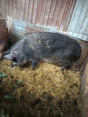 Vând porc  - imagine 4