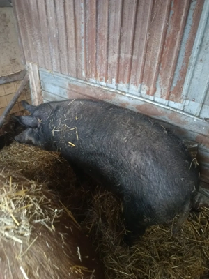 Vând porc  - imagine 3